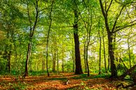 Autumn forest by Günter Albers thumbnail