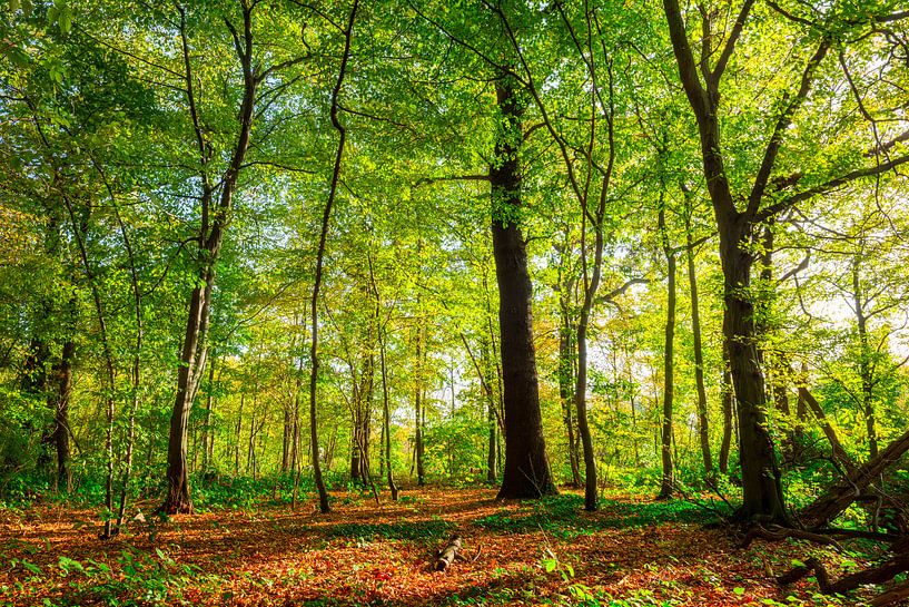 Autumn forest by Günter Albers