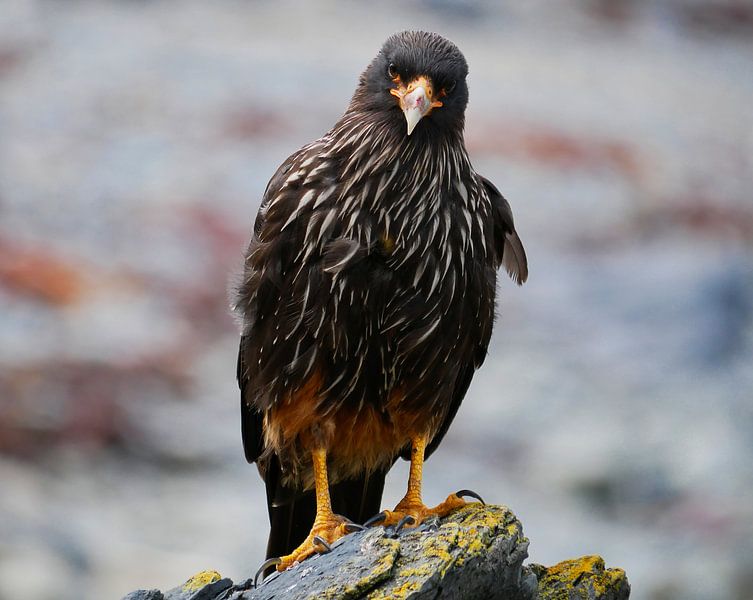 Falkland Caracara op een steen von Remco van Kampen