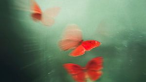 The Red Butterflies