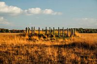 Grafheuvels op de Regte Heide