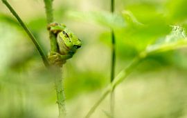 boomkikker by Maria  Van Dijk