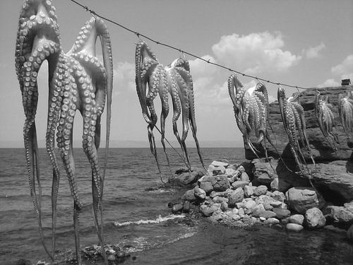 Inktvis aliens zwartwit