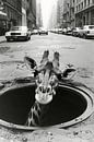 Giraffe Urban Jungle van Preet Lambon thumbnail