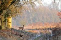 Ziege in der Wintersonne