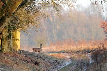 Ziege in der Wintersonne