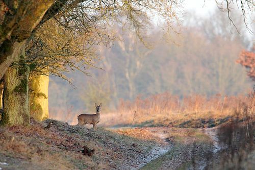 Ziege in der Wintersonne