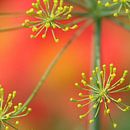 Gelber Dill über den roten Dahlienblüten von Daan Hartog Miniaturansicht