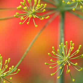 Gele dille boven de rode dahlia bloemen van Daan Hartog