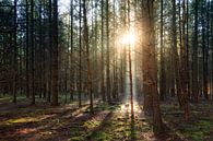 Mysterieus licht in het Speulderbos in de herfst par Dennis van de Water Aperçu