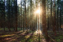 Mysterieus licht in het Speulderbos in de herfst