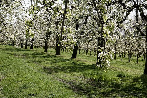 Verger en fleurs