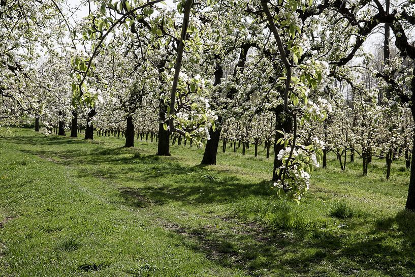 Verger en fleurs par Jim van Iterson