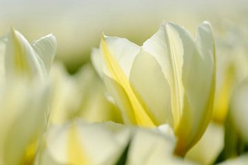 Witte tulpen dichtbij