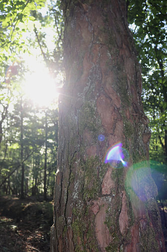 Magisches Licht im mystischen Walde