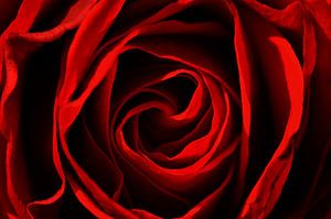Rose Rot
