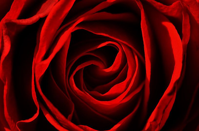Rose Rot von Violetta Honkisz
