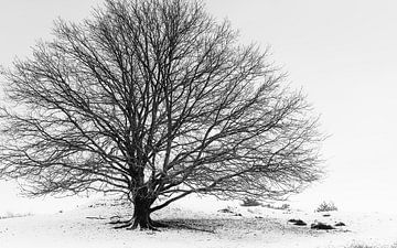 Boom in winter van Jan Linskens