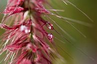 Raindrop by Leontien van der Linden - Wapenaar thumbnail
