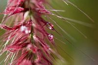 Raindrop