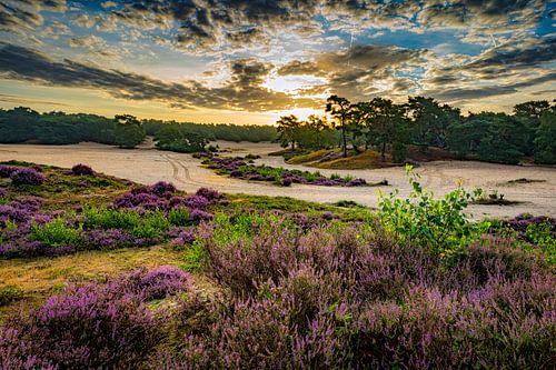 Bloeiende heide op de Soester Duinen