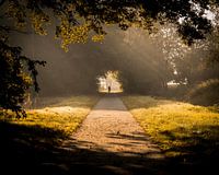 Ein ruhiger Morgenspaziergang zwischen Schatten und Sonnenstrahlen