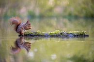 Etende eekhoorn van Gonnie van de Schans thumbnail