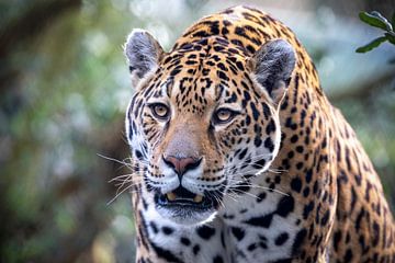 Jaguar von Edwin Butter
