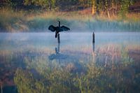 Cormorant 1