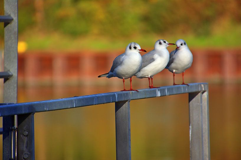 3 mouettes par Edgar Schermaul
