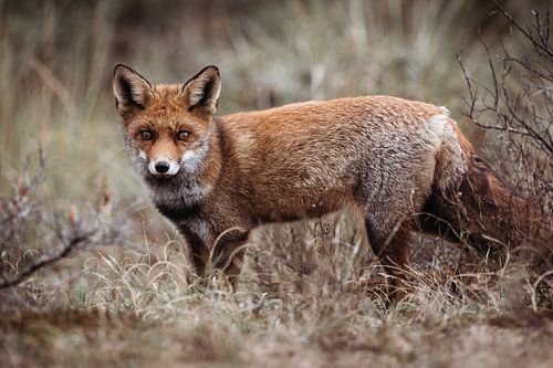 Vos die mij in de gaten heeft.