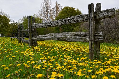 Bloemen in het park in de lente