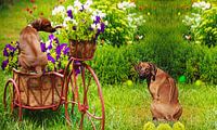 Rhodesian Ridgeback