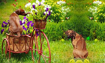 Rhodesische Ridgeback van Dagmar Behrens