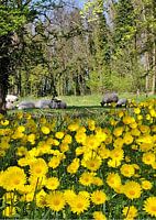 Schafe im Blumenmeer