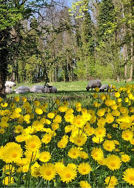 Moutons dans la mer de fleurs par KijkKunst