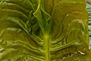 leaf