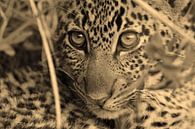 Baby Leopard Masai Mara van Roland Smeets thumbnail