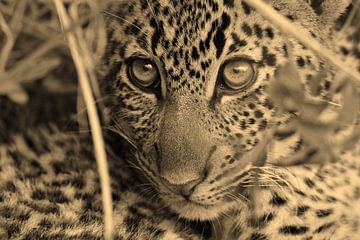 Baby Leopard Masai Mara by Roland Smeets