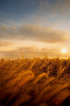 Gouden avondlicht - In het licht van de zomer