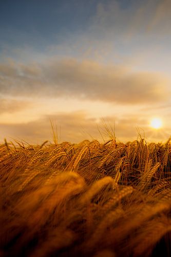 Gouden avondlicht - In het licht van de zomer