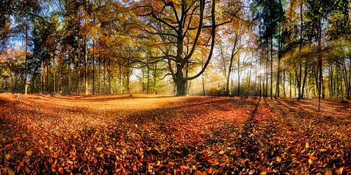 Bos in herfst