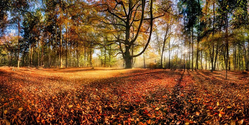 Wald im Herbst von Voss Fine Art Fotografie