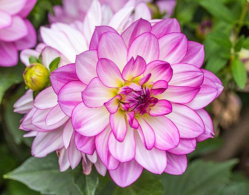 Dahlia