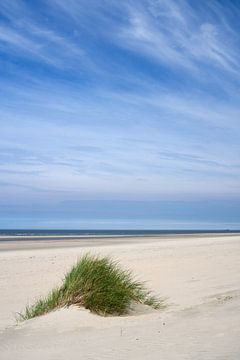Beach grass at the beach of Baltrum by Anja B. Schäfer