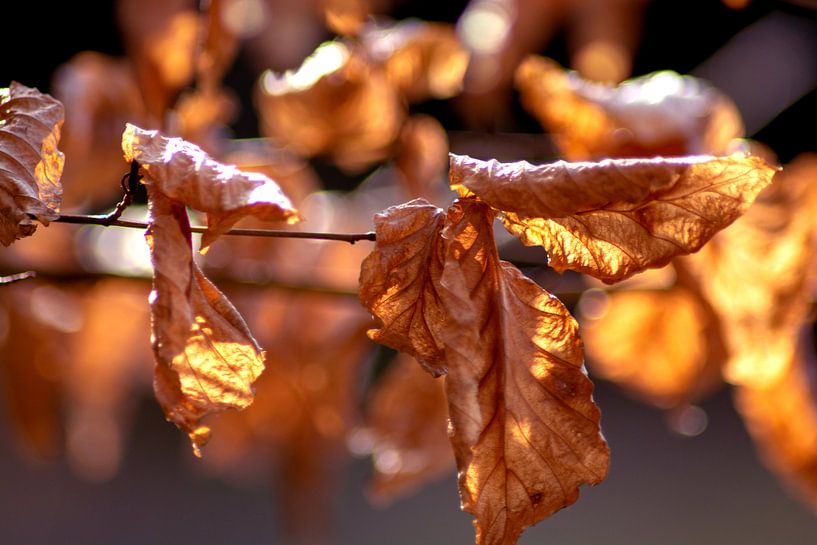 Golden February van Photoart-Naegele