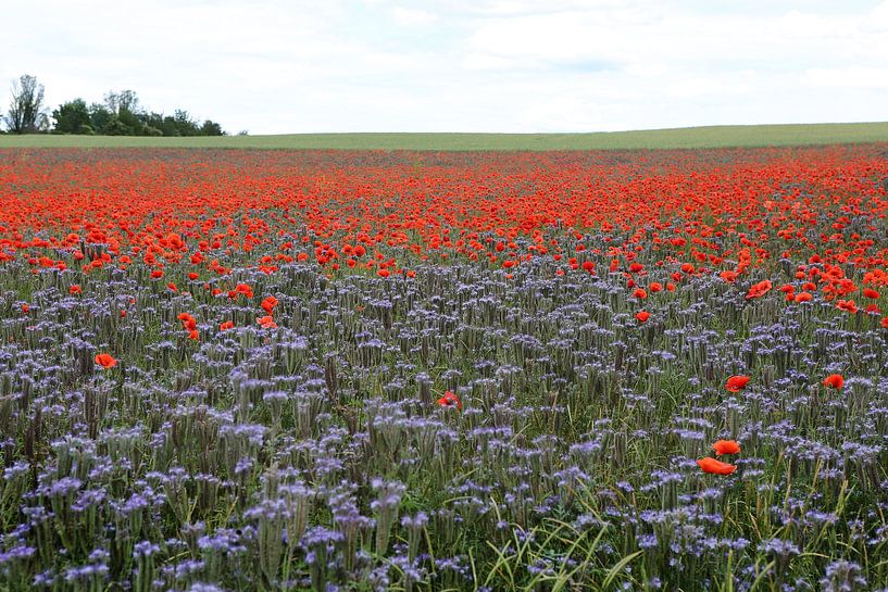 Flowering strips with corn poppy by Karina Gebert