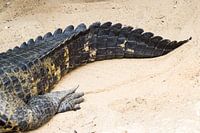 A crocodile's tail in the sand