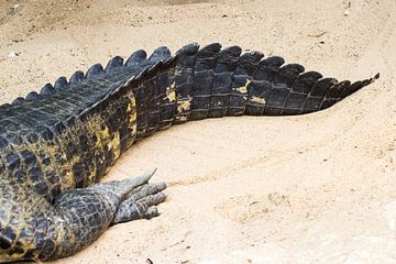 Staart van een krokodil in het zand van Devin Meijer