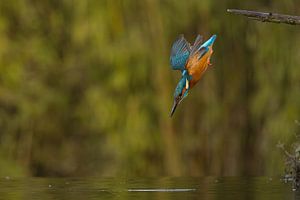 Eisvogel im Flug.